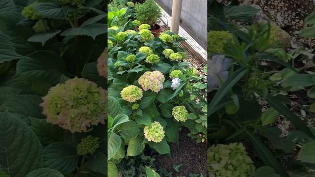 УТРО В САДУ. 29 мая 2024. #цветники #garden #цветы #клумбы #flowers смотреть онлайн