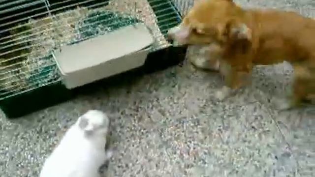 TEMPI PASSATI CON CONIGLIO смотреть онлайн