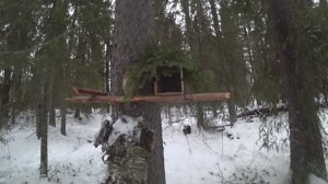 Охота на куницу капканами. Есть добыча.