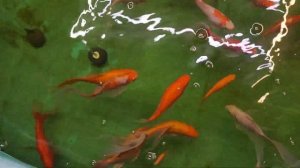 Разведение Китайских карасей и карасей Комета в надувном бассейне.