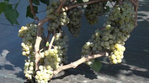 Виноград Вандаль клише