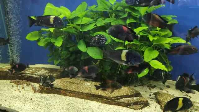 Tropheus Maswa and Bulu Point. Трофеусы Масва и Булу Поинт подростки. смотреть онлайн