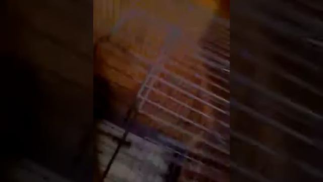 Обзор клетки для грызунов смотреть онлайн