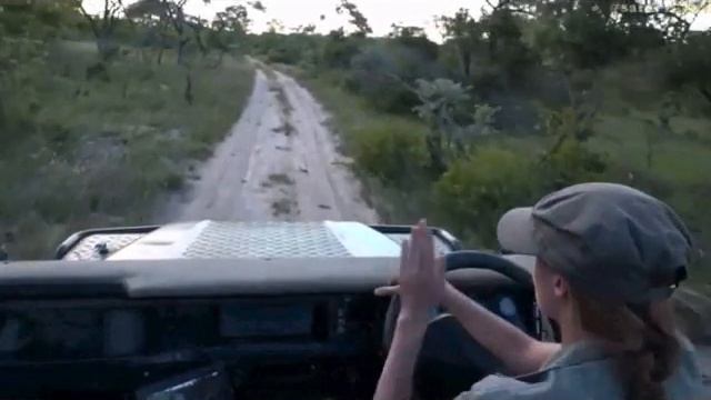 Pt 2 Wild Earth Live Sunset Safari Drive at 5:30 PM on Jan 23, 2017 ( Leopards & Lions ) смотреть онлайн