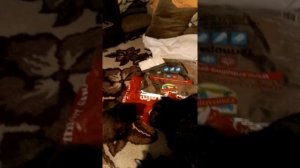 Садисты мучают котенка