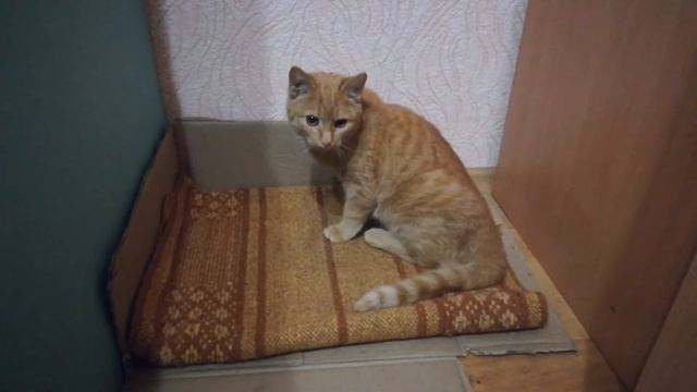 Рыжая кошечка из Тулы ищет дом. смотреть онлайн