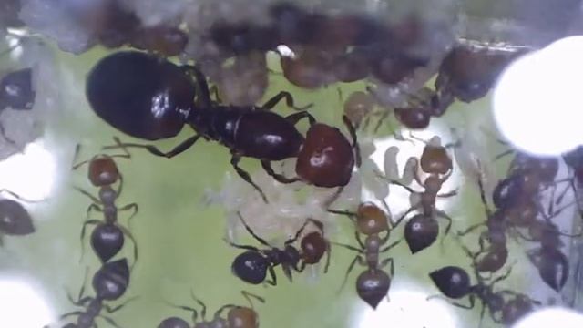 Crematogaster scutellaris смотреть онлайн