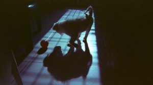 Kodak M35 Film Photography// My First Rolls of CIRA Film with 35mm Analog Camera