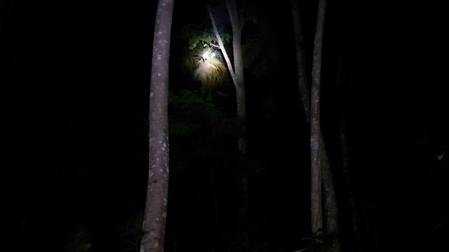 BACKYARD HUNTING for iguana (TRINIDAD) смотреть онлайн