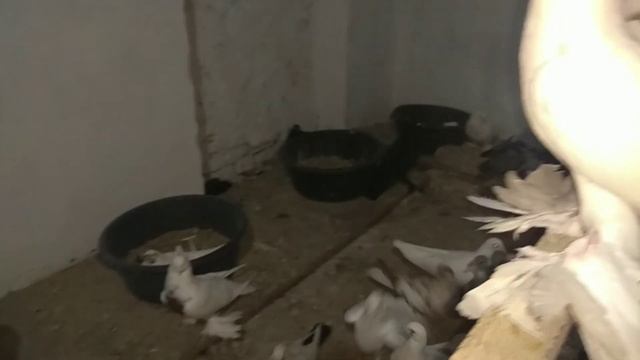 KABUTAR SOTILADI +998914917278 Sizilar Jupi 100$ Qizil  Tosh Nar 200 Ming