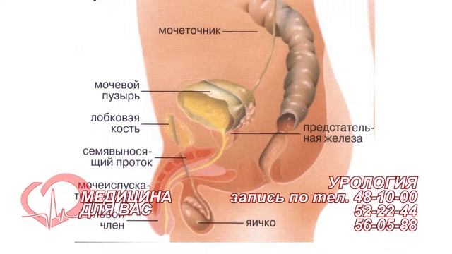 Медицина для Вас Urolog смотреть онлайн