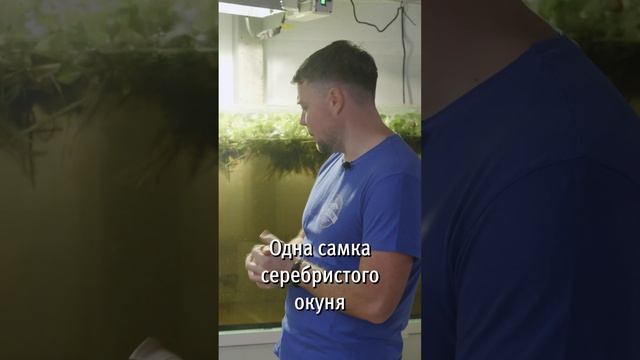 окунь s2 смотреть онлайн