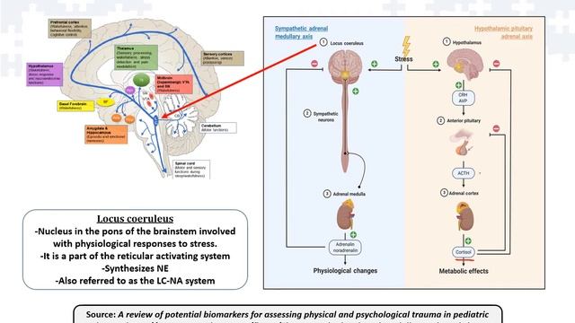 Chronic Stress Response Linked to Adrenal Cortex & Medulla Response смотреть онлайн