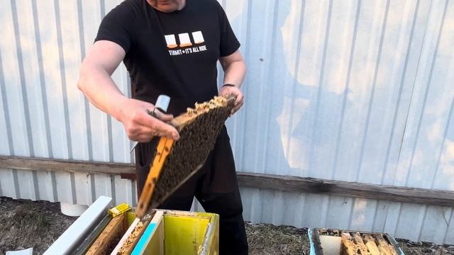 Осмотр племенной семьи Бакфаст смотреть онлайн