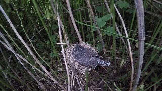 Кукушонок в гнезде 170621 3 болотной камышовки 26 июня GP4S+22,7k 8 смотреть онлайн