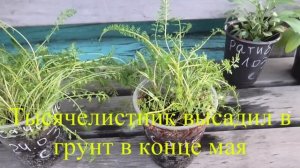 Выращивание тысячелистника из семян, практический опыт.