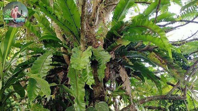 🤔HOW TO IDENTIFY THE FEMALE BIRDS NEST FERN? NALILITO KA RIN PO BA? смотреть онлайн