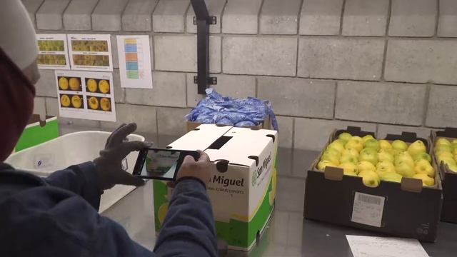 Citrus Packhouses 8: Quality Management смотреть онлайн