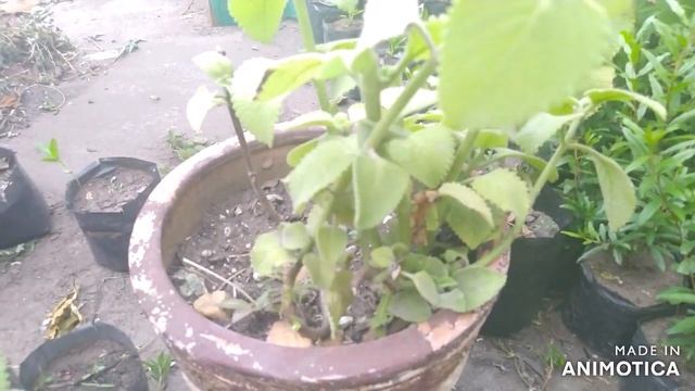 Como reproducir oregano. Facil y sencillo. Todo sobre el oregano y propiedades medicinales.🍃 смотреть онлайн