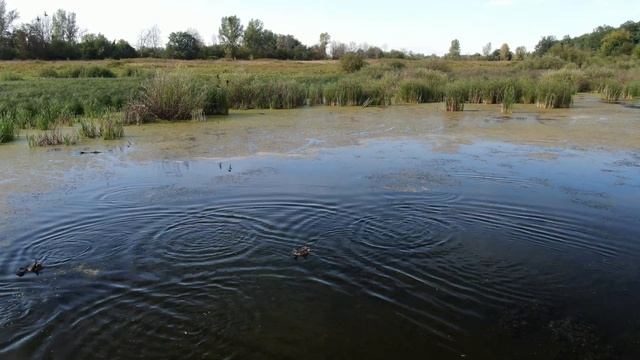 Утиное болото смотреть онлайн