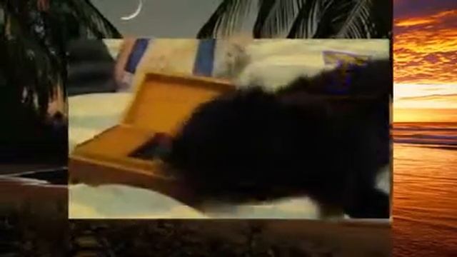Некоторые собаки и кошк и любят музыку смотреть онлайн