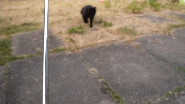 NHK World Japan 7425khz Tecsun Pl-368 смотреть онлайн