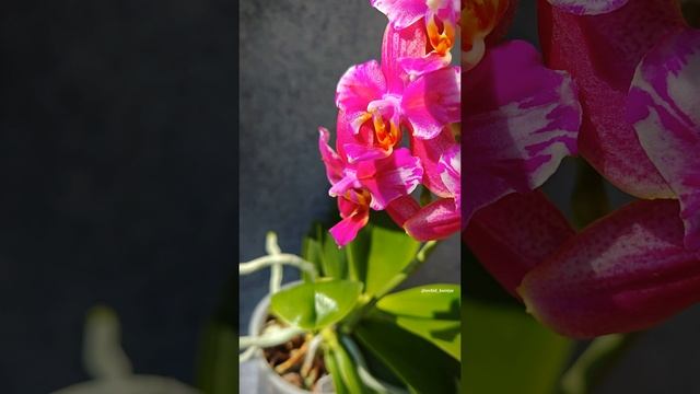 Phal. Liodoro бабочка в домашнем цветении 🌺 Яркий ароматный восковой фаленопсис из Голландии смотреть онлайн