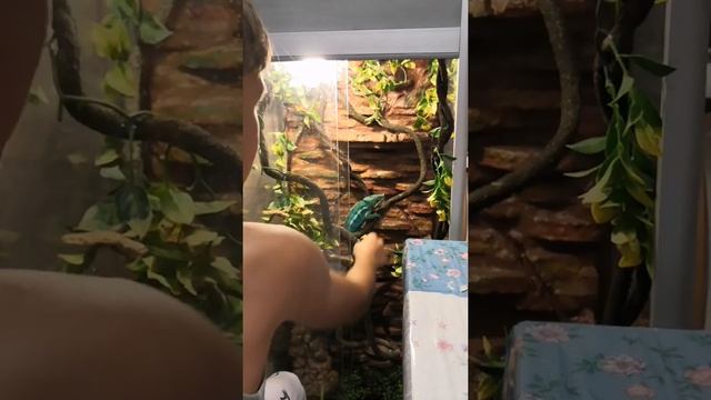 КАК ПОЖИВАЮТ МОИ ПИТОМЦЫ🦜🦎 смотреть онлайн