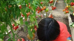 Обзор томатов в теплицах (часть 3). Сезон 2023. Минусинские сорта. Показываем разрезы помидор.