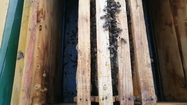03.01.22г. контроль зимовки слабых семей зимующих на мало мёдных рамках #3 смотреть онлайн