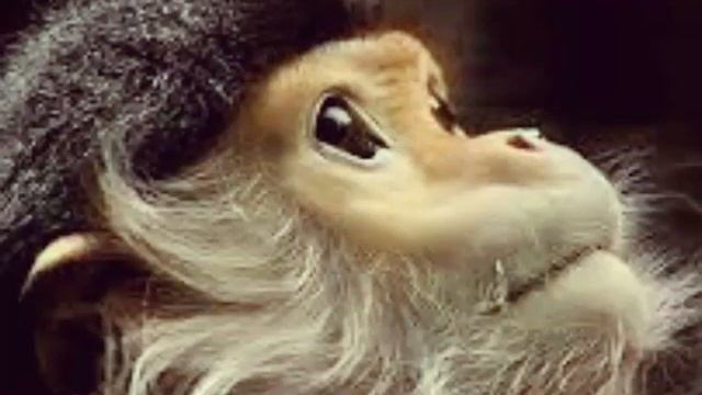 Просто милые животные!!!!!😯😯😯😯 смотреть онлайн