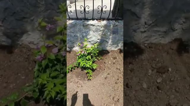 Ирина Агибалова и Рита Марсо в сторис 22.06.2019. смотреть онлайн