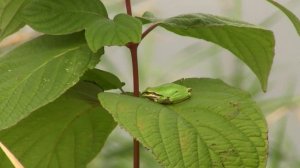 Western Tree Frog. Тихоокеанская квакша (2344sp)