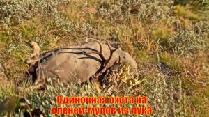 Одиночная охота на оленей-мулов из лука