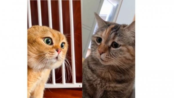 2 Cats Talking Meme | 2 Cat Talking Meme Orginal video |  Orange & Black Cat Meme Viral Cat Video