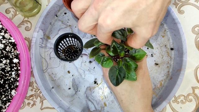 Пересадка фиалок. Ампельные фиалки трейлеры. смотреть онлайн