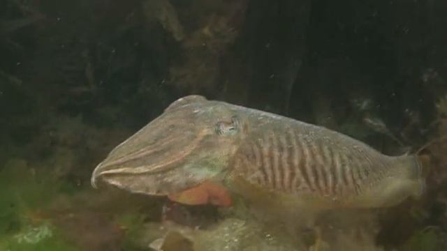 Cuttlefish in Cornish Waters смотреть онлайн