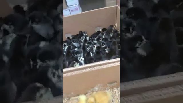 хасавюрт скот базар смотреть онлайн