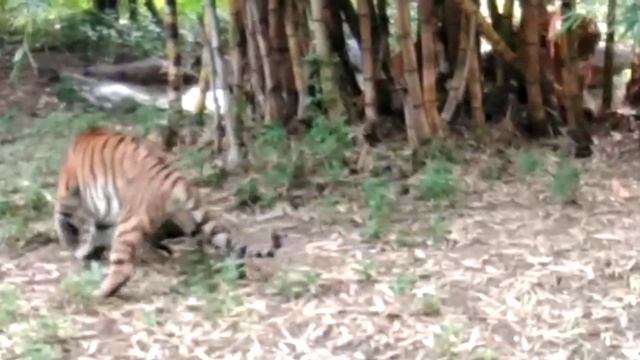 Big cats fighting for a prey смотреть онлайн