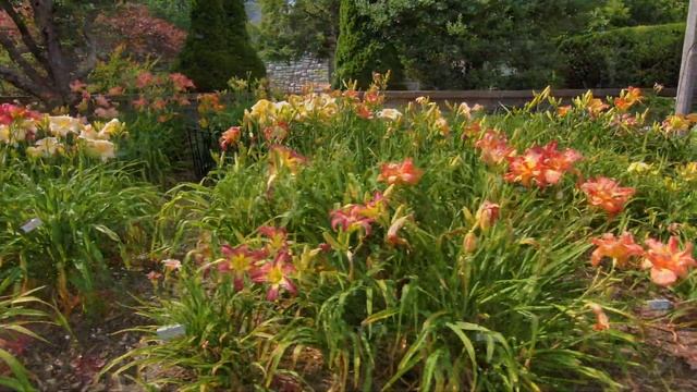 Skydio 2 Daylilies смотреть онлайн