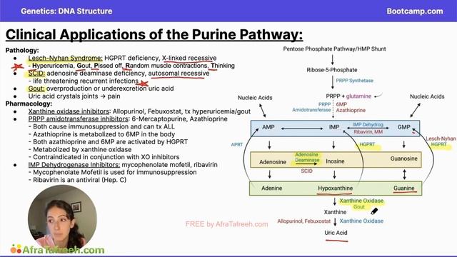 DNA Structure-1. Clinical Applications of the Purine Pathway atf смотреть онлайн
