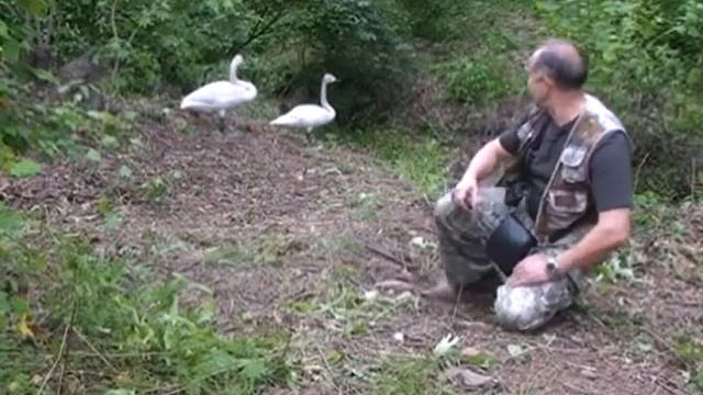 07_01_Лебеди.Сафари-парк_Вид с ком_1.45.flv смотреть онлайн