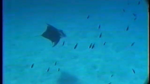 Diving with a Manta Ray (10/10/91) смотреть онлайн