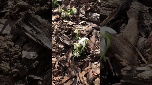 ЮЖНЫЙ САД ПРОСНУЛСЯ. Февраль 2024. Галантусы Флоре Плена. #сад #первоцветы #галантусы смотреть онлайн