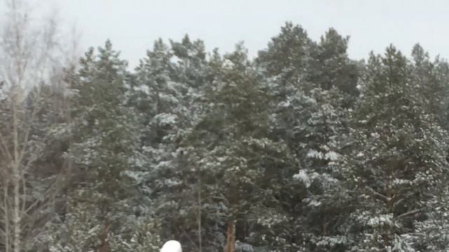 Ястреб так и не прилетел . смотреть онлайн