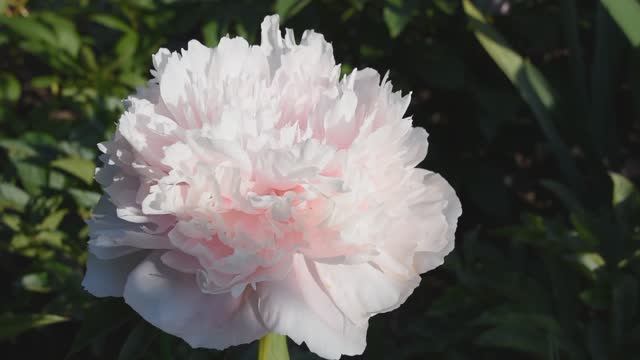 Пион Pink Tinkerbelle смотреть онлайн