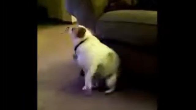 Приколы с собаками №2 ║ Fun with dogs №2 (2013) смотреть онлайн