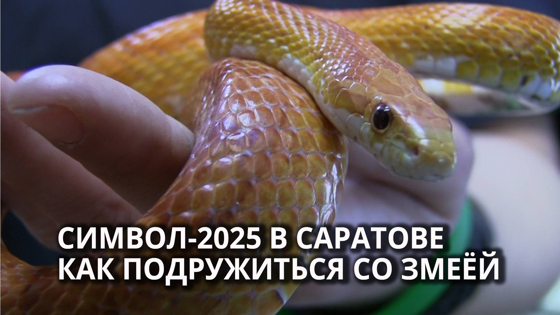 Ручной символ года. Жители Саратова заводят змей смотреть онлайн