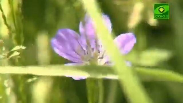 Ирина Скорик- Зорюшка смотреть онлайн