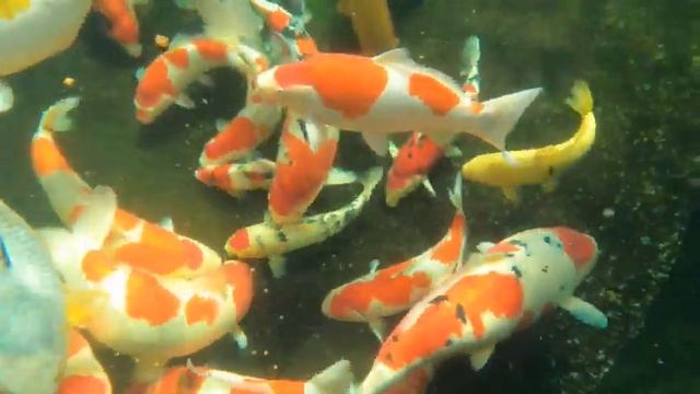 New sinking koi food смотреть онлайн